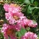 Biloxi crapemyrtle flower cluster. Select for larger images of form, flower, and bark.
