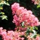 Caddo crapemyrtle pink flower clusters. Select for larger images of form, flowers, and bark.