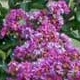 Catawba crapemyrtle violet-purple flower clusters. Select for larger images of form, flowers, and bark.
