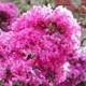Centennial crapemyrtle medium purple flower clusters. Select for larger images of form and flowers