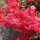 Cherry Dazzle crapemyrtle flower clusters. Select for larger images of form and flowers