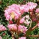 Choctaw crapemyrtle bright pink flower clusters. Select for larger images of flowers, and bark.