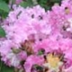 Conestoga crapemyrtle pale lavender flower clusters. Select for larger images of form, flower, and bark.