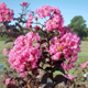 Delta Jazz crapemyrtle pink flower clusters. Select for larger images of form, flowers, and bark.