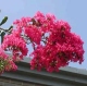 Firebird crapemyrtle pink-purple flower clusters. Select for larger images of form and flowers