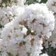 Hope crapemyrtle white flower clusters. Select for larger images of form and flowers