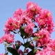 Hopi crapemyrtle pink flower clusters. Select for larger images of flowers and bark.
