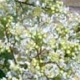 Kiowa crapemyrtle white flower clusters. Select for larger images of form, flower, and bark.