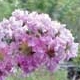 Lipan crapemyrtle light lavender flower clusters. Select for larger images of flowers and bark.