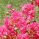 Miami crapemyrtle dark pink flower clusters. Select for larger images of flowers, and bark.