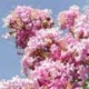 Muskogee crapemyrtle light lavendar flower clusters. Select for larger images flowers, and bark.