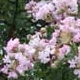 Near East crapemyrtle light pink flower clusters. Select for larger images of form, flower, and bark.