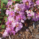 Orchid Cascade crapemyrtle flower clusters. Select for larger images of form and flowers