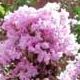 Ozark Spring crapemyrtle light pink flower clusters. Select for larger images of form and flowers