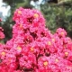 Pink Velour crapemyrtle bright pink flower clusters. Select for larger image of flowers