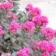 Pocomoke crapemyrtle pink flower clusters. Select for larger images of form, flowers and bark.