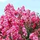 Raspberry Sundae crapemyrtle deep pink flower clusters. Select for larger images of form, flower, and bark.