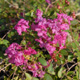 Rosey Carpet crapemyrtle flower clusters. Select for larger images of form and flowers