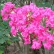 Seminole crapemyrtle pink flower clusters. Select for larger image of flowers