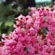 Sioux crapemyrtle vivid pink flower clusters. Select for larger images of form, flower, and bark.