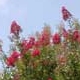Tonto crapemyrtle red flower clusters. Select for larger image of form and flowers