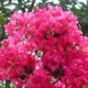 Tuskegee crapemyrtle coral-pink flower clusters. Select for larger images of flowers and bark.