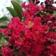 Victor crapemyrtle red flower clusters. Select for larger images of form and flowers