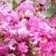 Zuni crapemyrtle lavender flower clusters. Select for larger images of flowers and bark.