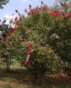 Dark pink Tonto Crapemyrtle tree showing form and flowers