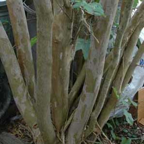 Bark exfoliation patterns of a Tuscarora Crapemyrtle tree