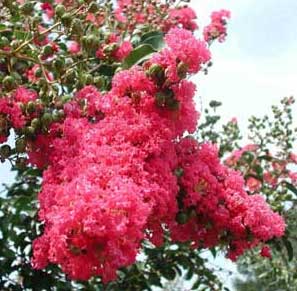 Close up of bright pink flowers of a Tuscarora Crapemyrtle