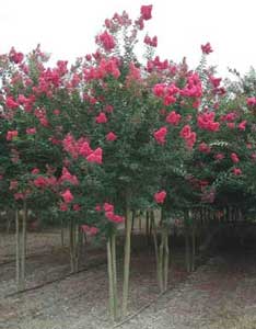 Tuscarora Crapemyrtle showing form