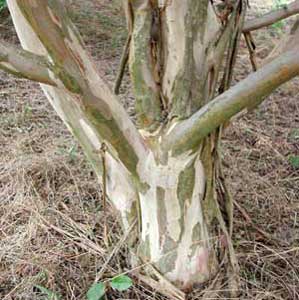 Bark exfoliation patterns of a Tuskegee Crapemyrtle