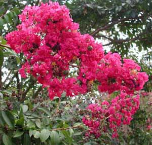 Bright pink flowers of a Tuskegee Crapemyrtle