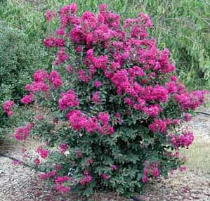 Velma's Royal Delight Crapemyrtle shrub showing form and flowers