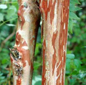 Bark exfoliation patterns of a Wichita Crapemyrtle tree