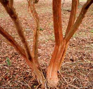 Bark exfoliation patterns of a Yuma Crapemyrtle