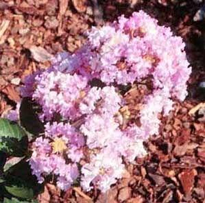 Close up of Yuma Crapemyrtle lavender flowers