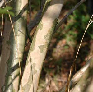 Zuni Crapemyrtle bark exfoliation patterns