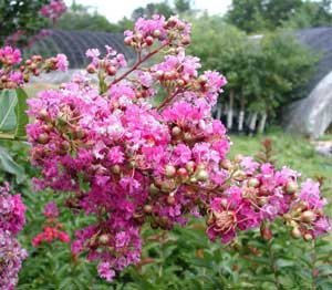 Close up of Zuni Crapemyrtle pink flowers