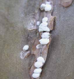 Close up of adult female crape myrtle bark scale on a branch