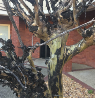 black sooty mold and scale insects on crape myrtle