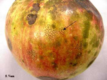 Apple with larger brown spots and tiny stipples of brown