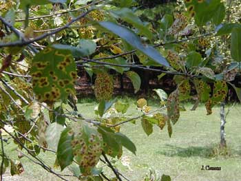 Orange and rust colored spots on leaves