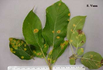 Cedar Apple Rust image