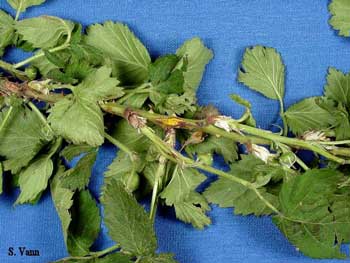 Cane and Leaf Rust image