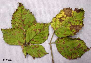 Cercospora Leaf Spot image