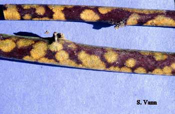 Algal Cane Spot image