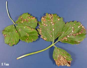 White Spot Image