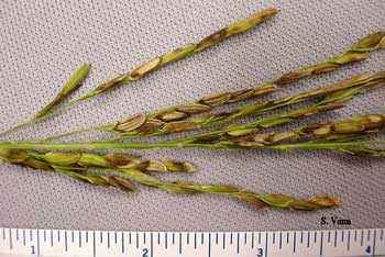 Panicle Blight 1 image